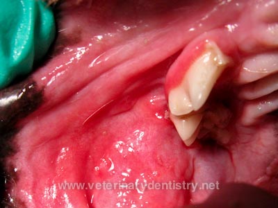 Chronic Ulcerative Paradental Stomatitis CUPS and the Cavalier